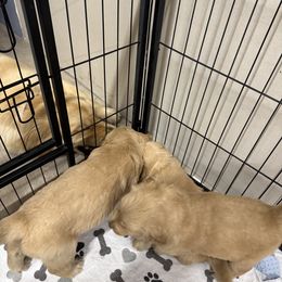 Golden Retrievers from Alcove kennels