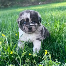 MAGIC - Red merle female Australian Shepherd puppy in Christiana, Tennessee from Vaught Family Farm