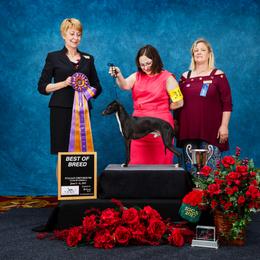 Italian Greyhound All Grown Up from Raindance Italian Greyhounds