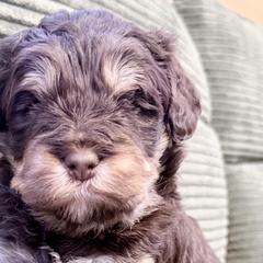 Aussiedoodles, Cavapoos, Irish Doodles, and Newfypoos from Schooley Doodles