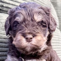 Aussiedoodles, Cavapoos, Irish Doodles, and Newfypoos from Schooley Doodles