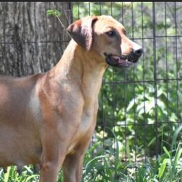 Noni - Rhodesian Ridgeback