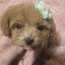 Daphne - Apricot female Cavapoo puppy in Lebanon, Kentucky from Mosaic Merle Doodles