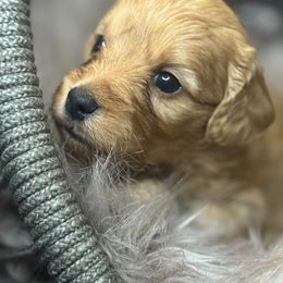 Boy 1 - Apricot male Goldendoodle puppy in Corona, California from SoCalFamilyFrenchies, Doodles and more