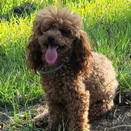 Jayda - Poodle