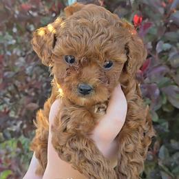Tilly - Red female Cavapoo puppy in Blackfoot, Idaho from Rocky Desert Goldens and Cavaliers