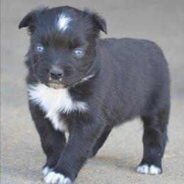 Black Bi Female - Black & white female Miniature Australian Shepherd puppy in Louisville, Mississippi from K & K Livestock