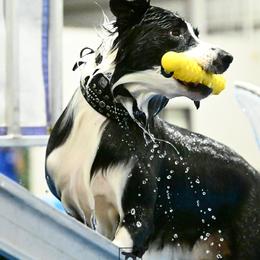 Border Collies from MOR. Caliber Border Collies