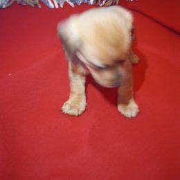 Dachshund Puppies from Elzy Family