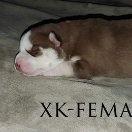 Siberian Husky Puppies from Xk siberians