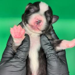Jasmine3Boy6- BTM,LONG Tail, blue eyes likely, CHIC-OFA-DNA-AKC Titled Parents - Black tri-color male Australian Shepherd puppy in South Hill, Virginia from Silverside Aussies LLC
