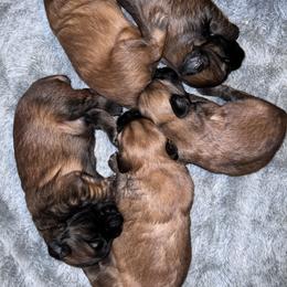 Boy 4 - male Soft Coated Wheaten Terrier puppy in Phoenix, Arizona from Arizona Desert Gold Wheatens