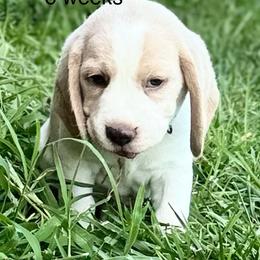 Jagger and Jax - Tan and white male Beagle puppy in Rogersville, Missouri from Hales Little Beagle Haven