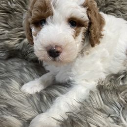 Jed - Brown and white male Aussiedoodle puppy in Lebanon, Missouri from Cobbs Creek Canines