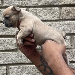 French Bulldog Puppies from Mid Coast Frenchies