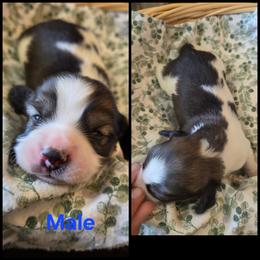 Shaded Cream Piebald - Piebald male Dachshund puppy in Panama City Fl, Florida from Southern Bliss Doxies
