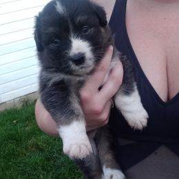 Australian Shepherd Puppies from Melick Kennels