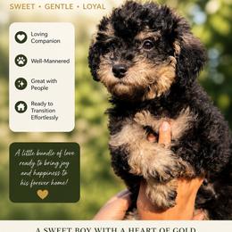 Arthur - Phantom male Poodle puppy in Chattanooga, Tennessee from Joy-Fur Puppies