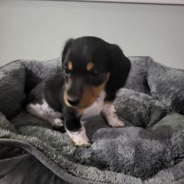 AKC Dapper Dan - Piebald male Dachshund puppy in Geneva, Florida from TGIF Doxies