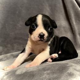 Boston Terrier Puppies from Kelly Homeyer