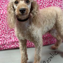 Rosalie - Poodle
