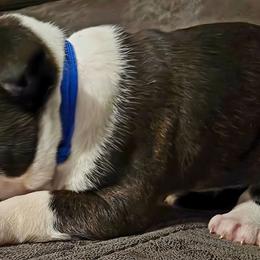Blue Boy - Black brindle and white male Boston Terrier puppy in Harrodsburg, Kentucky from Joey's Boston Terriers