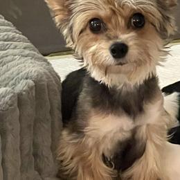 Rue - Yorkshire Terrier