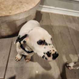 Dalmatian Puppies from America's Dalmatian Friends