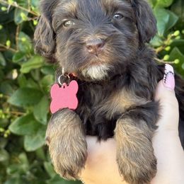 Red  collar - Caramel cream male Australian Labradoodle puppy in Fontana, California from Grammy's Puppy Love doodles and poodles