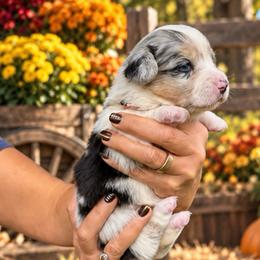 Cheyenne - Blue merle and white female Cardigan Welsh Corgi puppy in Kerens, West Virginia from Leather & Lace