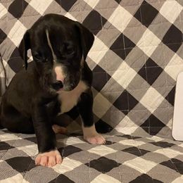 Rue - Great Dane puppy in South Carolina from D&M Danes