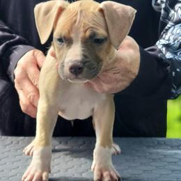 Michael - Blue fawn male American Staffordshire Terrier puppy in Kankakee, Illinois from GrinNation Noble Am Staffs