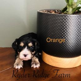 Orange - Black and tan male Cavapoo puppy in White Sulphur Springs, West Virginia from Ryder Ridge Farm