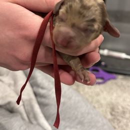 Maroon - Dapple female Dachshund puppy in Frederick, Colorado from Get low Mini Dachshunds