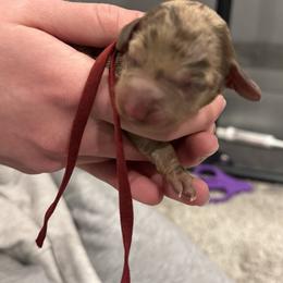 Maroon - Dapple female Dachshund puppy in Frederick, Colorado from Get low Mini Dachshunds
