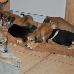 Saluki Puppies from Kushiel Salukis