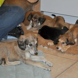 Saluki Puppies from Kushiel Salukis