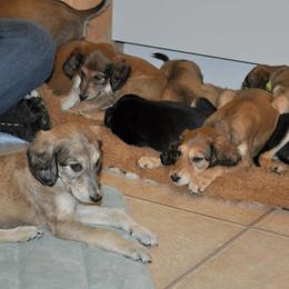 Saluki Puppies from Kushiel Salukis