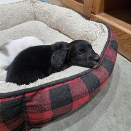 Jameson - Brindle male Dachshund puppy in Great Falls, Montana from Green Dragon Kennel