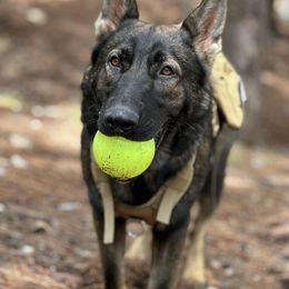 German Shepherd All Grown Up from Freiheit Von Himmel  Shepherds