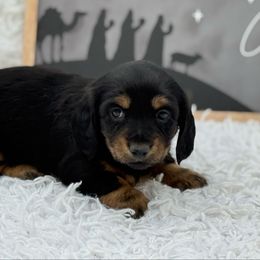 AKC Betty - Black and tan female Dachshund puppy in Colbert, Oklahoma from Brooke Crenshaw