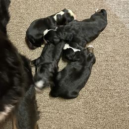 Girl 1 - Black rust and white female Bernese Mountain Dog puppy in New Haven, Indiana from Milan Berners