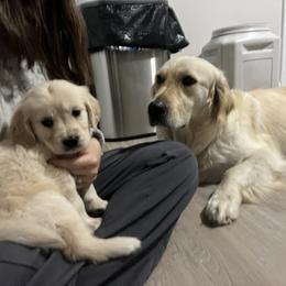 Golden Retriever Puppies from Wise Goldens