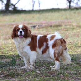 Alli - Cavalier King Charles Spaniel