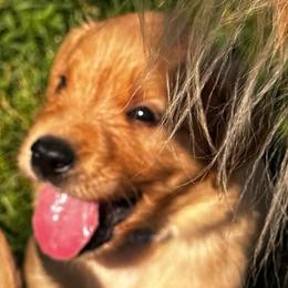 Miss Pink - Dark golden female Golden Retriever puppy in Stratton, Colorado from Anam Cara Retrievers