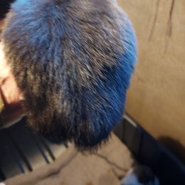 Pembroke Welsh Corgi Puppies from Gary's Pembroke Welsh Corgis