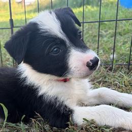 Butch - Black and white male Border Collie puppy in Shawnee, Oklahoma from Cross K Working Collies - Pure Bred Border Collies