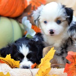 Australian Shepherds from Nothin’ Butts Aussie’s