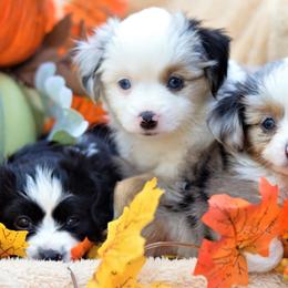 Australian Shepherds from Nothin’ Butts Aussie’s