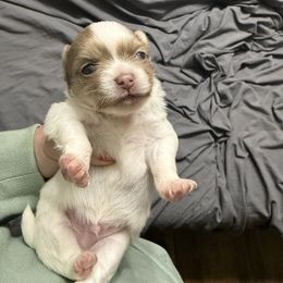 Luke - Cream and white male Chihuahua puppy in Hackleburg, Alabama from Clements Chihuahua